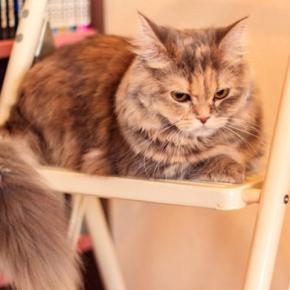 猫が『攻撃的な態度』になってしまう原因4つ　見逃せないサインや取るべき対処法まで