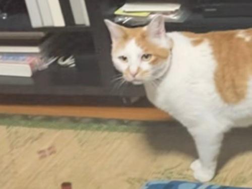 キョロキョロする猫