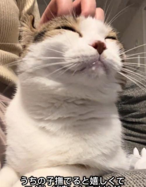 嬉しそうな猫
