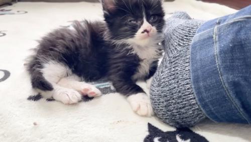 目を覚ます黒い子猫