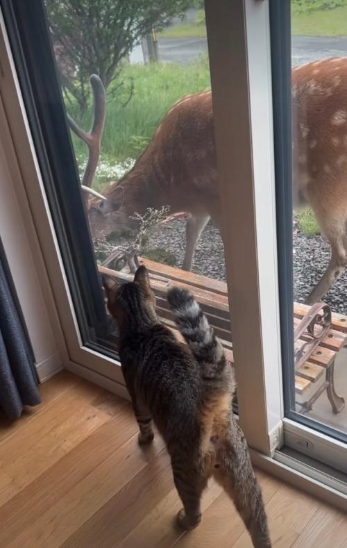 鹿を観察する猫