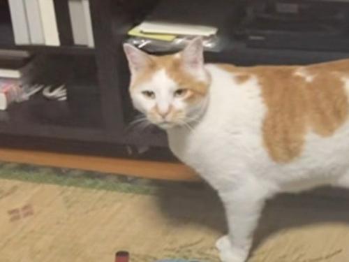 正面を向く猫