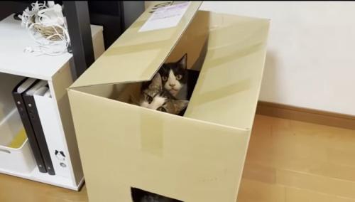 一緒にはいるオデコちゃんとひまわりちゃん
