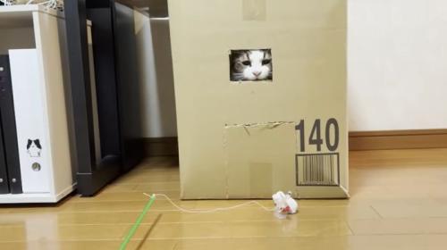 なかなか開けれないおでこちゃん