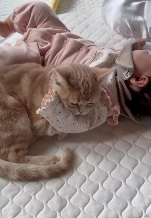 赤ちゃんに腕枕される猫