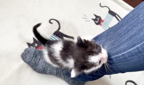 足をのぼる白黒子猫