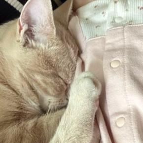 布団で寝ている赤ちゃん→すぐ横には『猫』がいて…ずっと見ていたくなる『尊い光景』に反響「めちゃめちゃ仲良しで可愛い」「癒される」