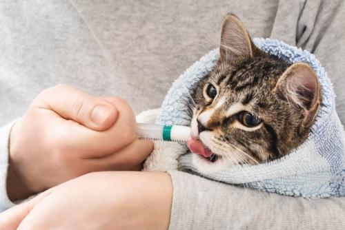 タオルにくるまって投薬される猫