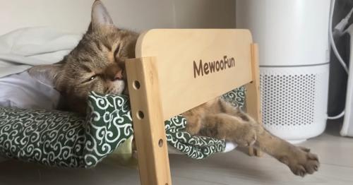 ベッドで寝ている猫