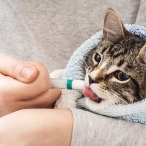 『薬が苦手な猫』に上手に飲ませる方法3つ　錠剤・粉薬・液剤…それぞれのコツとは？
