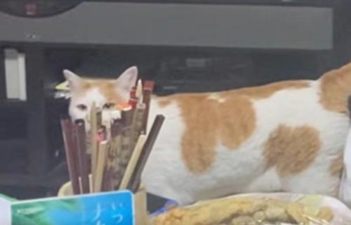 食卓に近づく猫