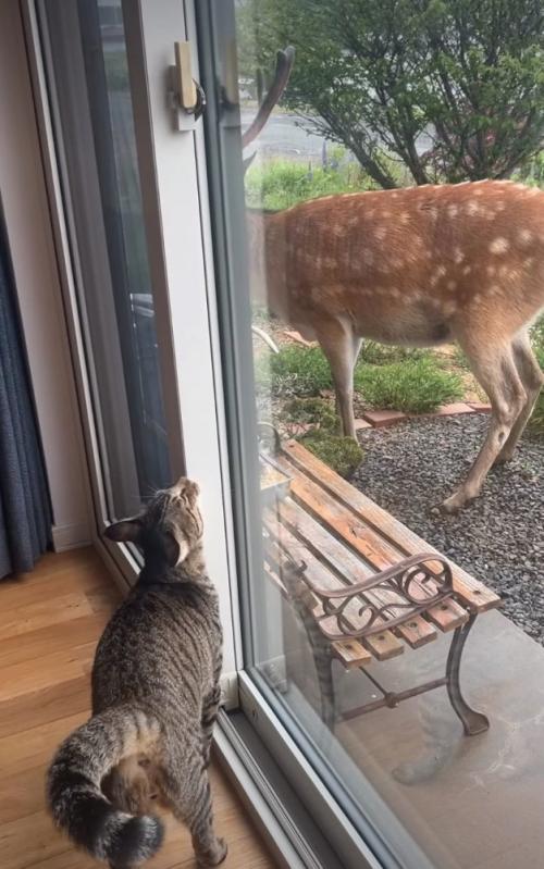鹿に話しかける猫