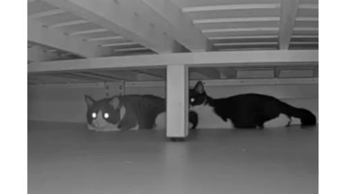 見守りカメラにうつる猫