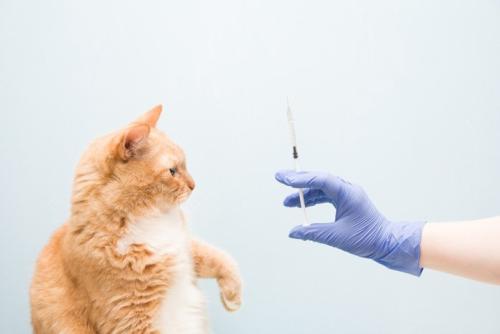 注射に警戒する猫