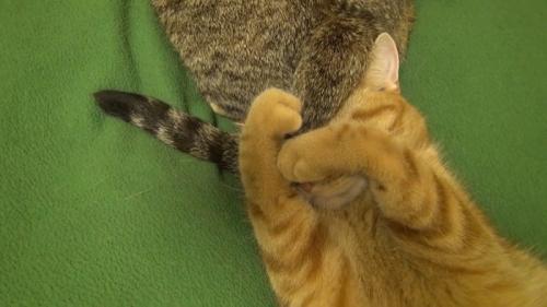 目隠し