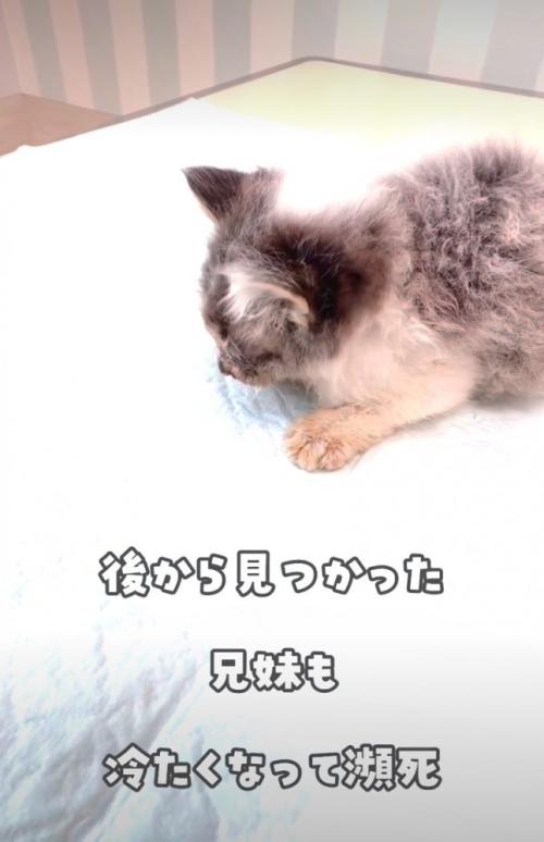 瀕死の状態だった子猫