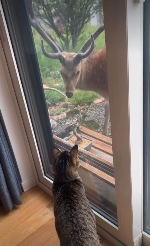 挨拶する猫と鹿