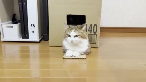 ちょっとよけてあげる秀吉君