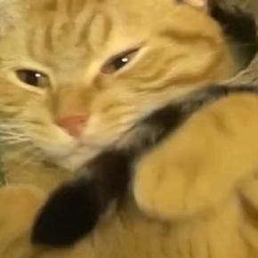 気持ちよさそうに寝ていた猫→同居猫の『しっぽ』が気になって…笑ってしまう光景が55万再生「ブンブンｗ」「ワイパーが動いているみたいｗ」