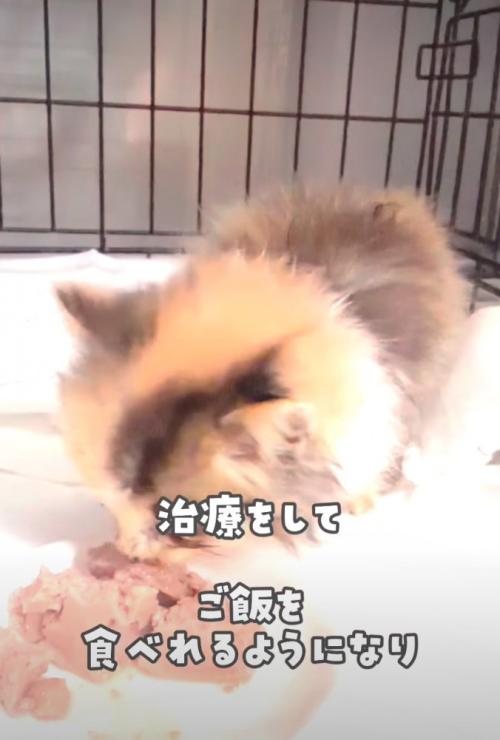 ご飯を食べる子猫