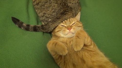 頭の上に尻尾