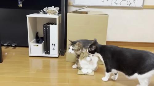 3頭の猫
