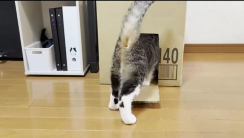 オデコちゃんも参戦
