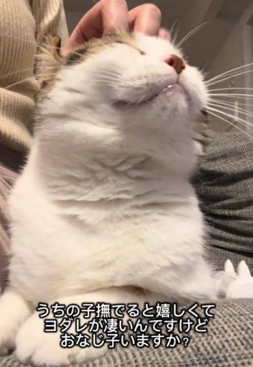 撫でられる猫