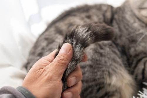 猫の尻尾を触る人