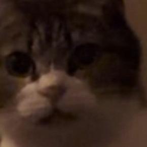 夜、布団の前にやってきた猫→『一緒に寝る？』と聞いてみた結果…まさかの展開が215万再生「何回も見ちゃったｗ」「会話してて可愛い」