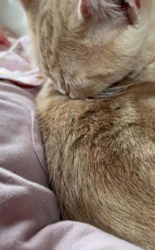 グルーミングする猫