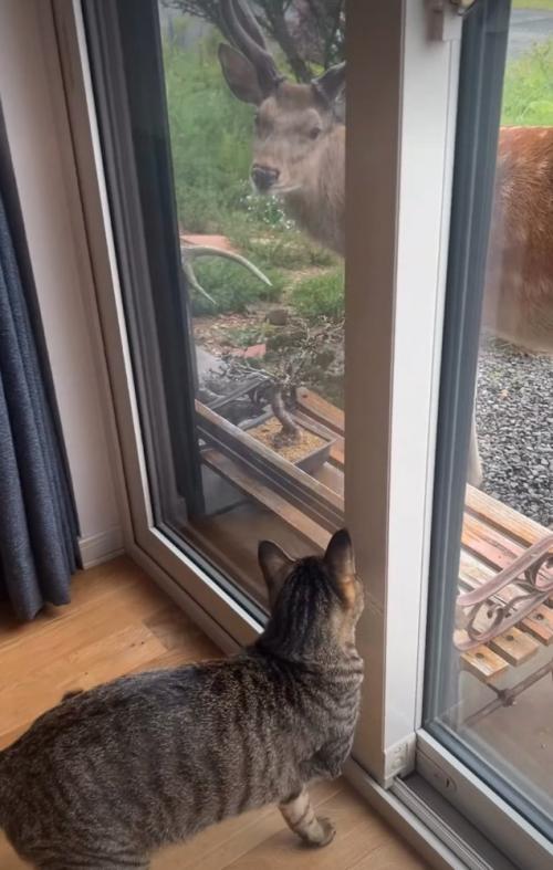 前足で窓を叩く猫