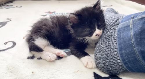 うとうとする黒い子猫