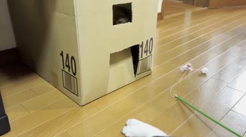 中からパタパタ