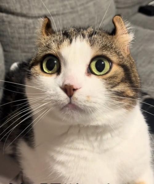 飼い主さんを見る猫