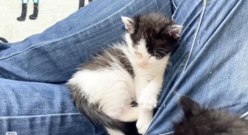 眠る白黒子猫