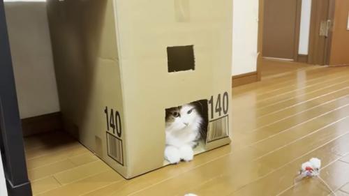 中にひいて開ける秀吉君