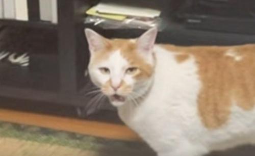 鳴き出す猫