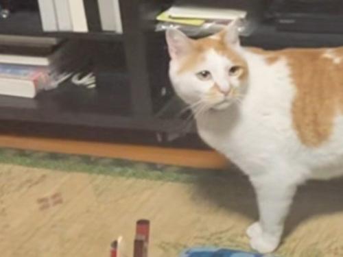 再び振り向く猫