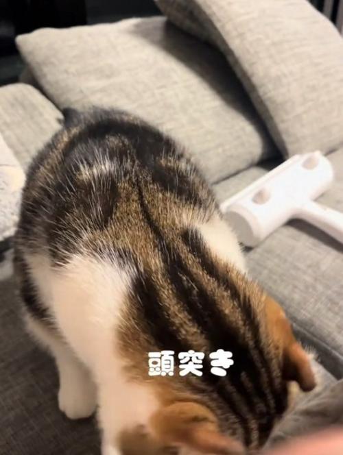 頭突きする猫