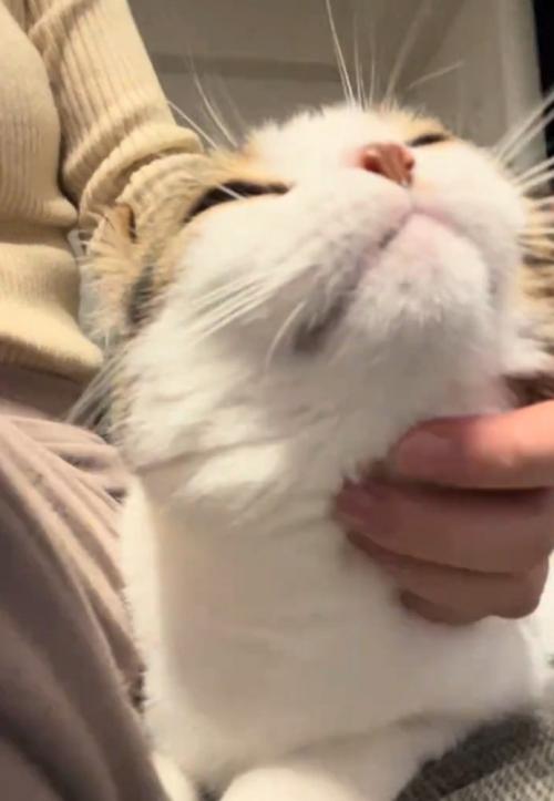 上を向く猫