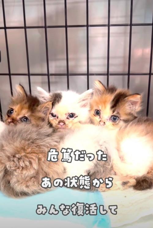 振り向く子猫