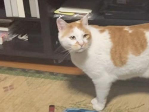 振り返る猫