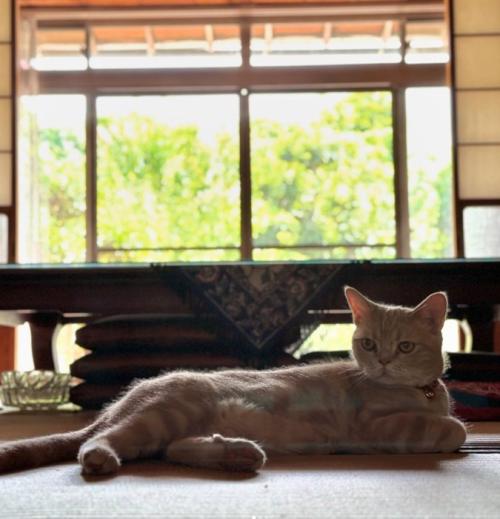背景が緑の、猫が寝そべる写真