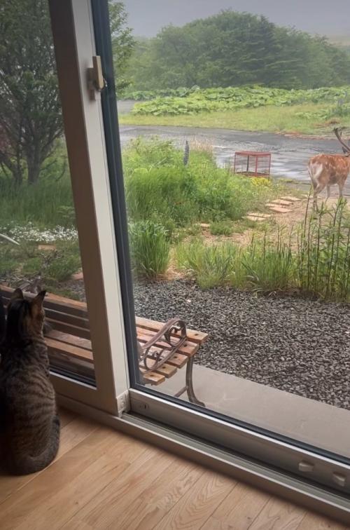 見送る猫