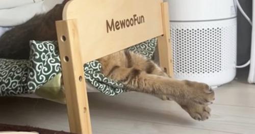 ベッドで寝ている猫