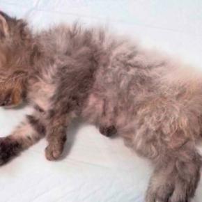 目が塞がり、『瀕死の状態だった子猫たち』→治療を続けた結果…涙が止まらない『現在の光景』が105万再生「本当にすごい」「グッときた」