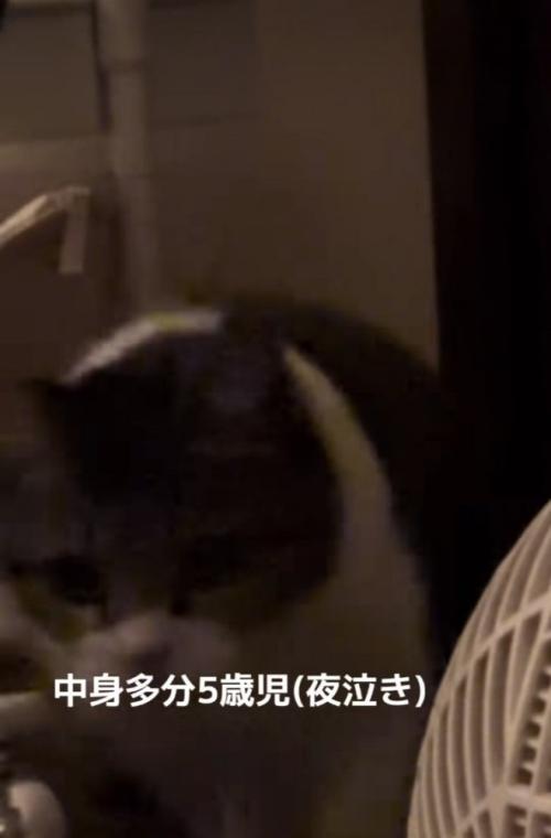 ママに向かって歩くキジ白猫