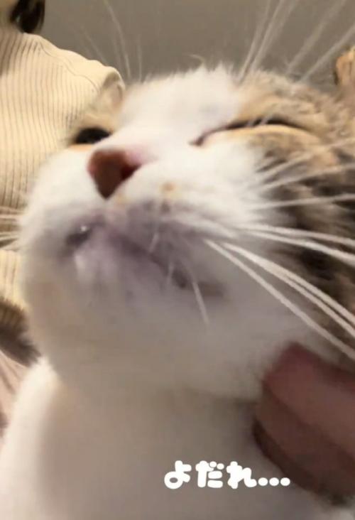 よだれを垂らす猫