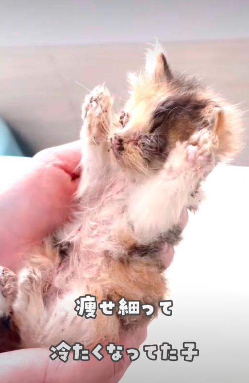 硬直している子猫